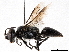  ( - BIOUG56822-C03)  @11 [ ] CreativeCommons - Attribution (2021) CBG Photography Group Centre for Biodiversity Genomics