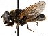  ( - BIOUG56824-H03)  @11 [ ] CreativeCommons - Attribution (2021) CBG Photography Group Centre for Biodiversity Genomics