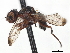  (Curranops - BIOUG56826-D03)  @11 [ ] CreativeCommons - Attribution (2021) CBG Photography Group Centre for Biodiversity Genomics