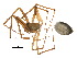  ( - CCDB-24287-D02)  @12 [ ] CreativeCommons - Attribution (2015) CBG Photography Group Centre for Biodiversity Genomics