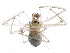  ( - CCDB-24287-F02)  @13 [ ] CreativeCommons - Attribution (2015) CBG Photography Group Centre for Biodiversity Genomics