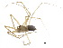  (Incestophantes sp. 1 GAB - CCDB-24287-F03)  @14 [ ] CreativeCommons - Attribution (2015) CBG Photography Group Centre for Biodiversity Genomics