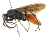 (Pepsinae - CCDB-24289-F09)  @15 [ ] CreativeCommons - Attribution (2015) CBG Photography Group Centre for Biodiversity Genomics