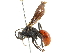  ( - CCDB-24289-F10)  @13 [ ] CreativeCommons - Attribution (2015) CBG Photography Group Centre for Biodiversity Genomics