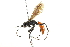  ( - CCDB-24289-F11)  @12 [ ] CreativeCommons - Attribution (2015) CBG Photography Group Centre for Biodiversity Genomics