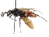  ( - CCDB-24289-F12)  @14 [ ] CreativeCommons - Attribution (2015) CBG Photography Group Centre for Biodiversity Genomics