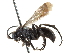  (Ammosphex - CCDB-24289-G05)  @15 [ ] CreativeCommons - Attribution (2015) CBG Photography Group Centre for Biodiversity Genomics