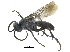  ( - CCDB-28551-B10)  @11 [ ] CreativeCommons - Attribution (2015) CBG Photography Group Centre for Biodiversity Genomics