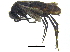  ( - CCDB-28551-C10)  @14 [ ] CreativeCommons - Attribution (2015) CBG Photography Group Centre for Biodiversity Genomics