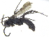  ( - CCDB-28551-C11)  @14 [ ] CreativeCommons - Attribution (2015) CBG Photography Group Centre for Biodiversity Genomics