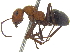  (Formica ravida - CCDB-28551-G05)  @14 [ ] CreativeCommons - Attribution (2015) CBG Photography Group Centre for Biodiversity Genomics