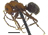  ( - CCDB-28551-G08)  @13 [ ] CreativeCommons - Attribution (2015) CBG Photography Group Centre for Biodiversity Genomics