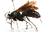  ( - CCDB-28551-A09)  @11 [ ] CreativeCommons - Attribution (2015) CBG Photography Group Centre for Biodiversity Genomics