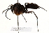  (Anoplius cleora - CCDB-28551-B01)  @11 [ ] CreativeCommons - Attribution (2015) CBG Photography Group Centre for Biodiversity Genomics