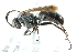  ( - CCDB-28551-C01)  @11 [ ] CreativeCommons - Attribution (2015) CBG Photography Group Centre for Biodiversity Genomics