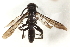  ( - CCDB-28551-D01)  @13 [ ] CreativeCommons - Attribution (2015) CBG Photography Group Centre for Biodiversity Genomics