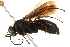  (Anoplius insolens - CCDB-28551-D12)  @15 [ ] CreativeCommons - Attribution (2015) CBG Photography Group Centre for Biodiversity Genomics