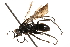  (Anoplius ithaca - CCDB-28551-E01)  @11 [ ] CreativeCommons - Attribution (2015) CBG Photography Group Centre for Biodiversity Genomics