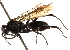  ( - CCDB-28551-E04)  @11 [ ] CreativeCommons - Attribution (2015) CBG Photography Group Centre for Biodiversity Genomics