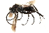  ( - CCDB-28551-E06)  @11 [ ] CreativeCommons - Attribution (2015) CBG Photography Group Centre for Biodiversity Genomics