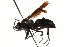  (Anoplius nigritus - CCDB-28551-E07)  @15 [ ] CreativeCommons - Attribution (2015) CBG Photography Group Centre for Biodiversity Genomics