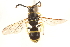  ( - CCDB-28551-G09)  @11 [ ] CreativeCommons - Attribution (2015) CBG Photography Group Centre for Biodiversity Genomics