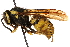  ( - CCDB-28551-H10)  @15 [ ] CreativeCommons - Attribution (2015) CBG Photography Group Centre for Biodiversity Genomics
