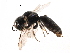  ( - CCDB-28918-B04)  @14 [ ] CreativeCommons - Attribution (2015) CBG Photography Group Centre for Biodiversity Genomics