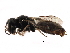  ( - CCDB-28918-B07)  @11 [ ] CreativeCommons - Attribution (2015) CBG Photography Group Centre for Biodiversity Genomics