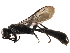  ( - CCDB-28918-B12)  @11 [ ] CreativeCommons - Attribution (2015) CBG Photography Group Centre for Biodiversity Genomics