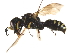  ( - CCDB-28918-C03)  @13 [ ] CreativeCommons - Attribution (2015) CBG Photography Group Centre for Biodiversity Genomics