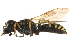  ( - CCDB-28918-C05)  @13 [ ] CreativeCommons - Attribution (2015) CBG Photography Group Centre for Biodiversity Genomics