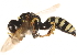  ( - CCDB-28918-C07)  @13 [ ] CreativeCommons - Attribution (2015) CBG Photography Group Centre for Biodiversity Genomics
