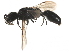  ( - CCDB-28918-E07)  @11 [ ] CreativeCommons - Attribution (2015) CBG Photography Group Centre for Biodiversity Genomics