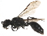  ( - CCDB-28918-E10)  @14 [ ] CreativeCommons - Attribution (2015) CBG Photography Group Centre for Biodiversity Genomics