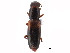  ( - CCDB-28920-F11)  @11 [ ] CreativeCommons - Attribution (2015) CBG Photography Group Centre for Biodiversity Genomics