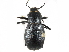  (Eleodes humeralis - CCDB-28921-D08)  @14 [ ] CreativeCommons - Attribution (2015) CBG Photography Group Centre for Biodiversity Genomics