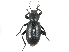  (Eleodes nigrinus - CCDB-28921-D10)  @11 [ ] CreativeCommons - Attribution (2015) CBG Photography Group Centre for Biodiversity Genomics