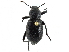  (Eleodes granulata - CCDB-28921-F03)  @14 [ ] CreativeCommons - Attribution (2015) CBG Photography Group Centre for Biodiversity Genomics