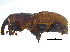  (Sphenophorus cicatristriatus - CCDB-28923-E05)  @11 [ ] CreativeCommons - Attribution (2015) CBG Photography Group Centre for Biodiversity Genomics