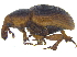  ( - CCDB-28923-E11)  @11 [ ] CreativeCommons - Attribution (2015) CBG Photography Group Centre for Biodiversity Genomics