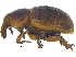  ( - CCDB-28923-E12)  @11 [ ] CreativeCommons - Attribution (2015) CBG Photography Group Centre for Biodiversity Genomics