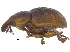  ( - CCDB-28923-F01)  @11 [ ] CreativeCommons - Attribution (2015) CBG Photography Group Centre for Biodiversity Genomics