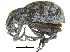  ( - CCDB-28923-F09)  @11 [ ] CreativeCommons - Attribution (2015) CBG Photography Group Centre for Biodiversity Genomics