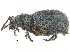  ( - CCDB-28923-F10)  @12 [ ] CreativeCommons - Attribution (2015) CBG Photography Group Centre for Biodiversity Genomics
