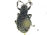  ( - CCDB-28923-G01)  @12 [ ] CreativeCommons - Attribution (2015) CBG Photography Group Centre for Biodiversity Genomics