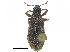  ( - CCDB-28923-G07)  @11 [ ] CreativeCommons - Attribution (2015) CBG Photography Group Centre for Biodiversity Genomics