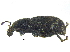  ( - CCDB-28924-C04)  @11 [ ] CreativeCommons - Attribution (2015) CBG Photography Group Centre for Biodiversity Genomics