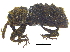  (Gastrotaphrus - CCDB-28924-E07)  @11 [ ] CreativeCommons - Attribution (2015) CBG Photography Group Centre for Biodiversity Genomics