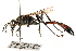  ( - CCDB-28925-A04)  @14 [ ] CreativeCommons - Attribution (2015) CBG Photography Group Centre for Biodiversity Genomics